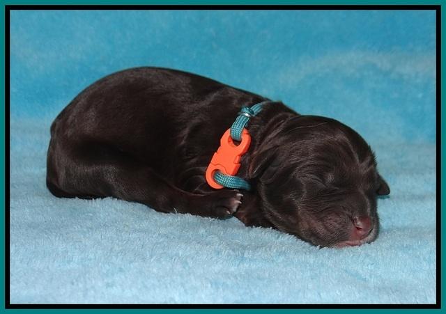 Caymen Trace newborn pups 51