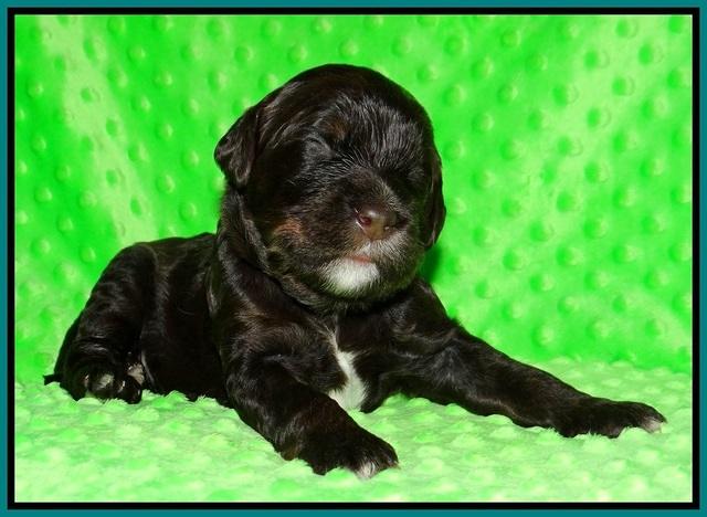 Caymen Trace pups 2 wks old 111