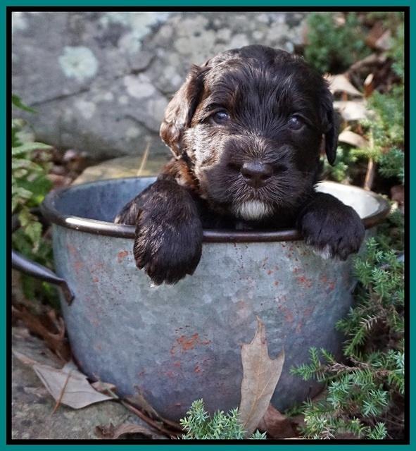 Caymen Trace pups 4 wks old 141