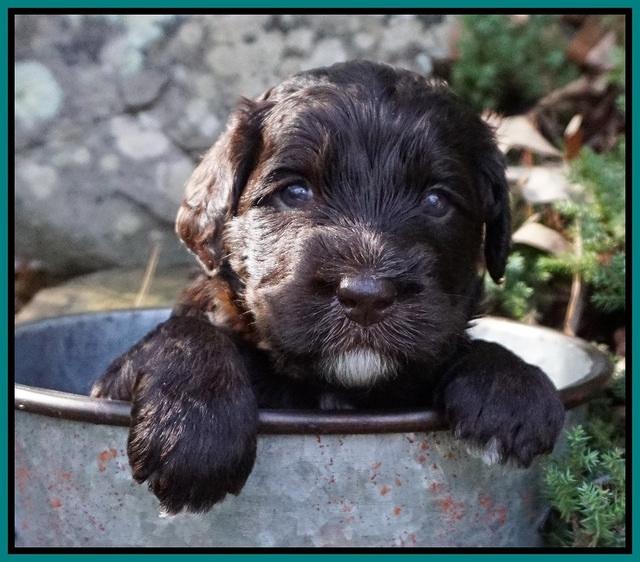 Caymen Trace pups 4 wks old 151