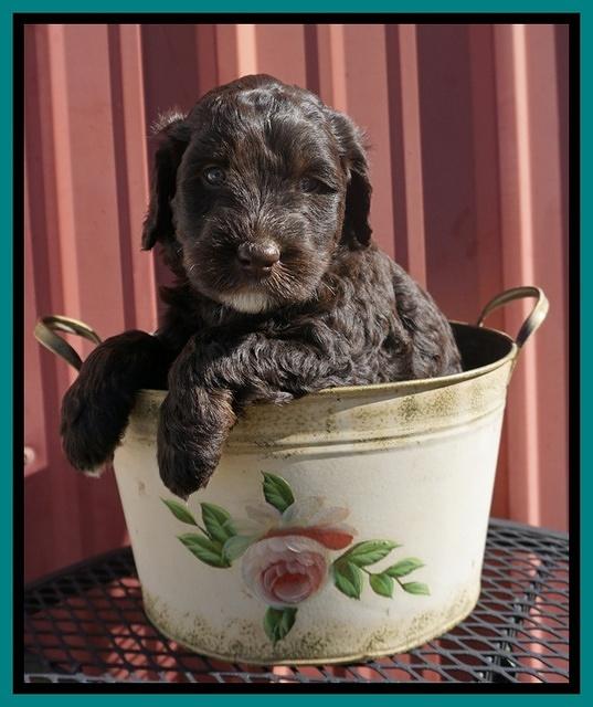 Caymen Trace pups 5 wks old 231