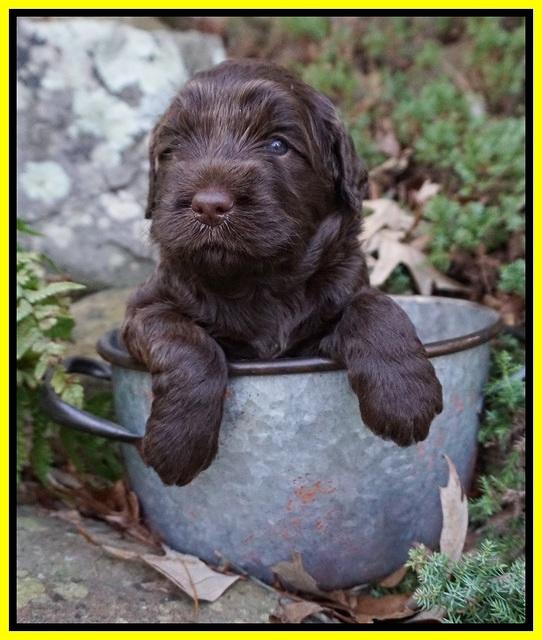 Caymen Trace pups 4 wks old 51