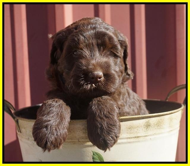 Caymen Trace pups 5 wks old 171