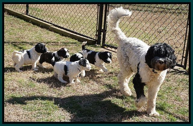Paris Bronson pups 5 wks old 431