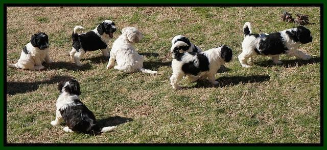 Paris Bronson pups 5 wks old 441
