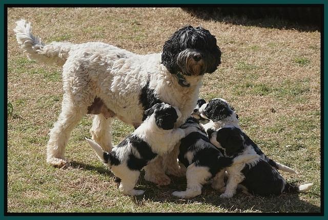 Paris Bronson pups 5 wks old 471