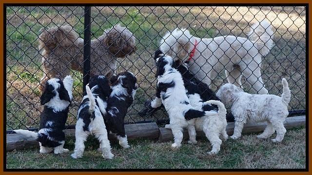 Paris Bronson pups 7 wks old 321