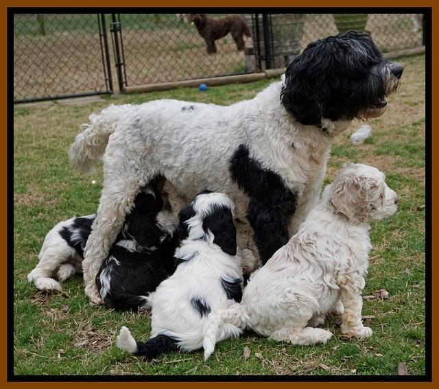 Paris Bronson pups 7 wks old 331
