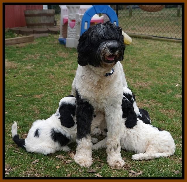 Paris Bronson pups 7 wks old 341
