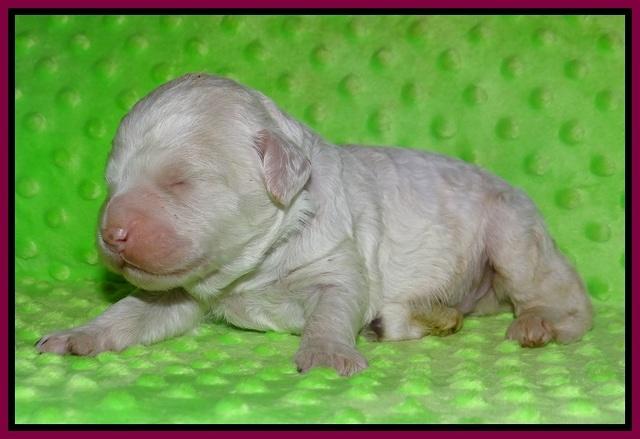 Paris Bronson pups 1 wk old 131