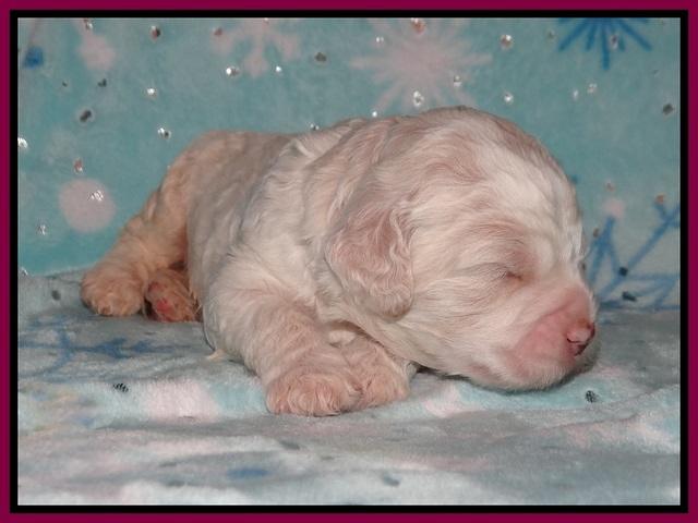 Paris Bronson pups 2 wks old 161