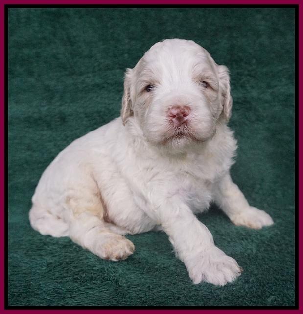 Paris Bronson pups 3 weeks old 161