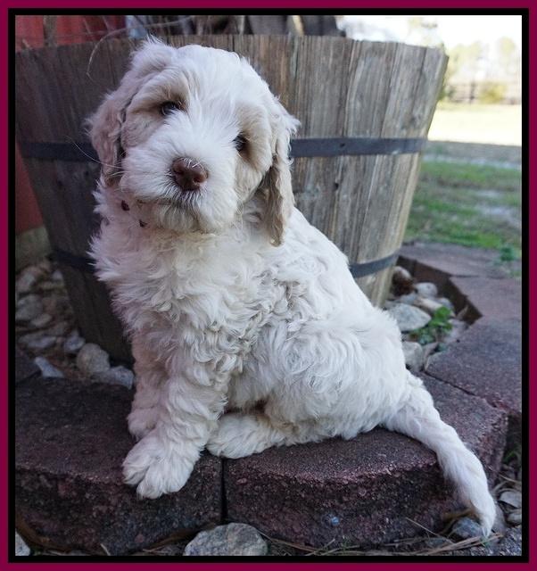 Paris Bronson pups 7 wks old 201
