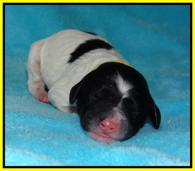 Paris Bronson Newborn 181