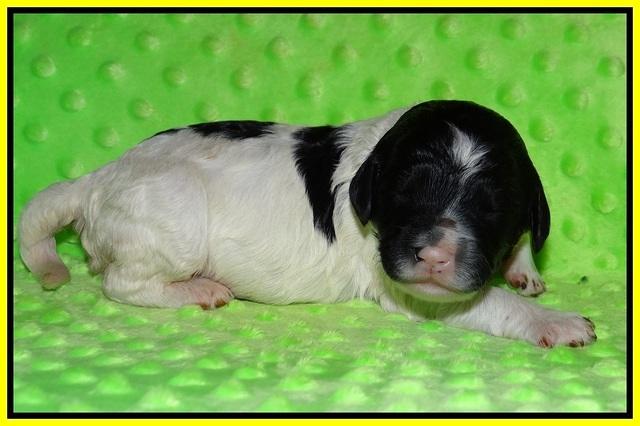 Paris Bronson pups 1 wk old 111