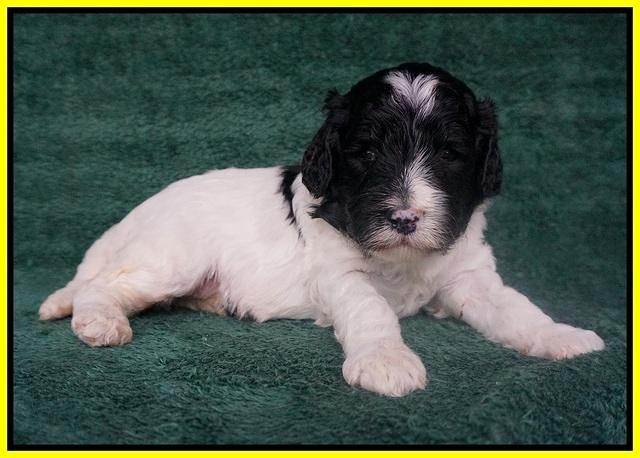 Paris Bronson pups 3 weeks old 141