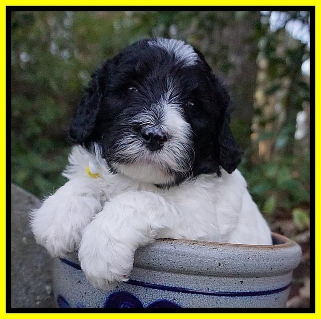 Paris Bronson pups 4 wks old171
