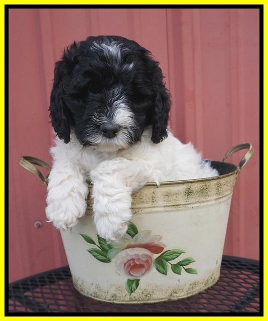 Paris Bronson pups 6 wks old 171