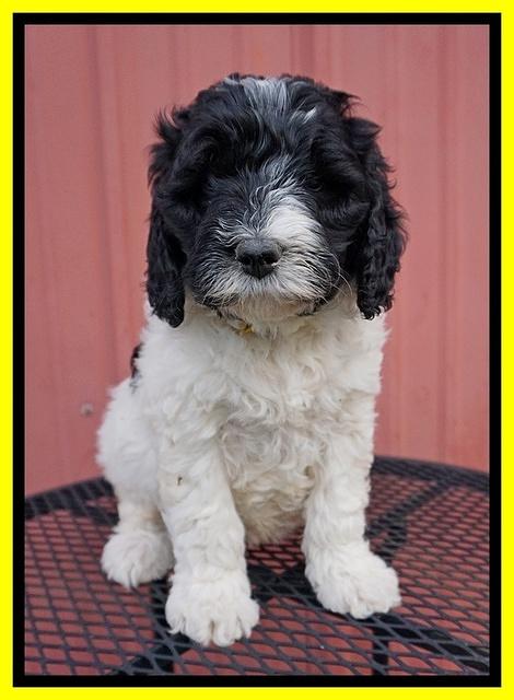 Paris Bronson pups 6 wks old 181