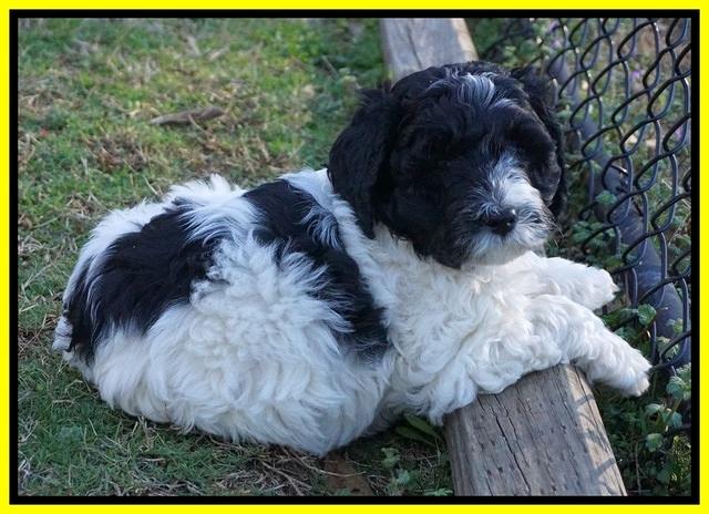 Paris Bronson pups 7 wks old 241