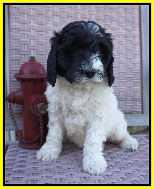Paris Bronson pups 7 wks old 271