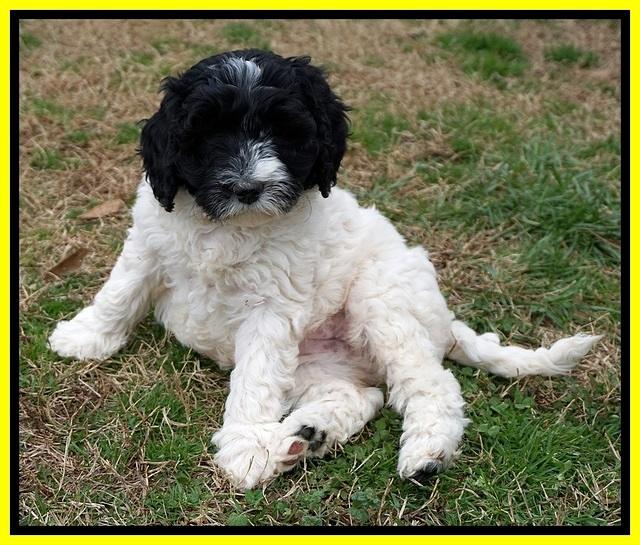 Paris Bronson pups 7 wks old 281