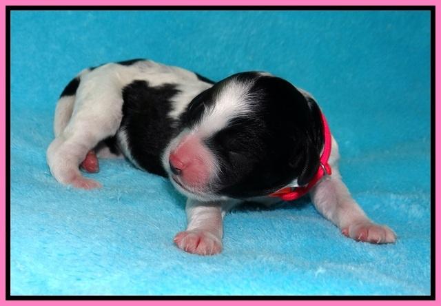 Paris Bronson Newborn 51