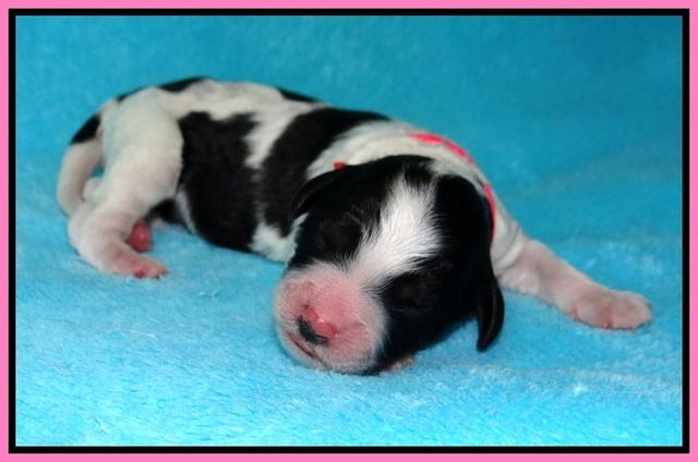 Paris Bronson Newborn 61