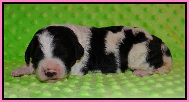 Paris Bronson pups 1 wk old 11