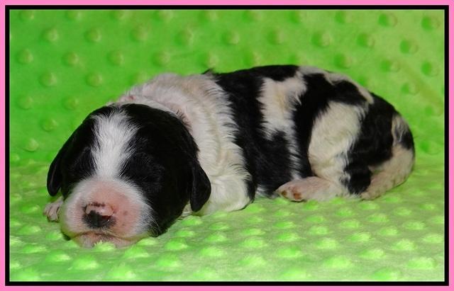 Paris Bronson pups 1 wk old 21