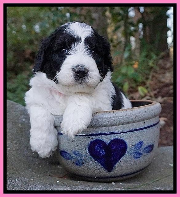 Paris Bronson pups 4 wks old11