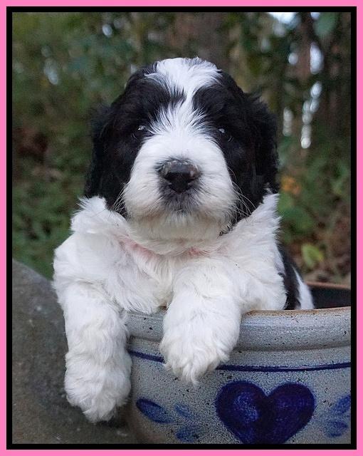 Paris Bronson pups 4 wks old21