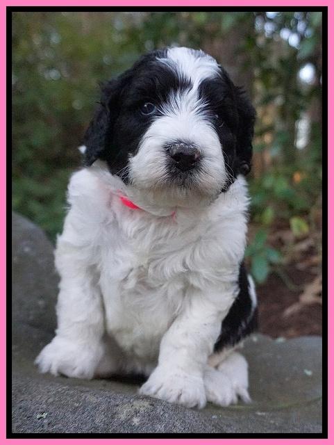 Paris Bronson pups 4 wks old31