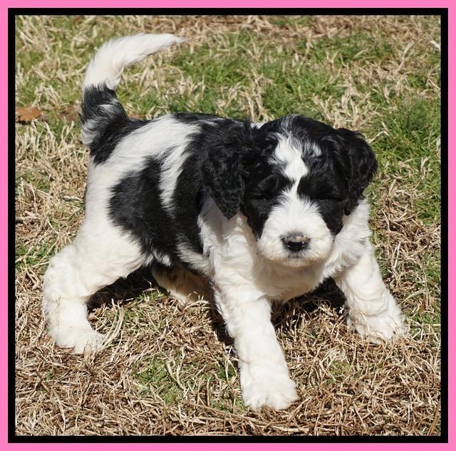 Paris Bronson pups 5 wks old 11