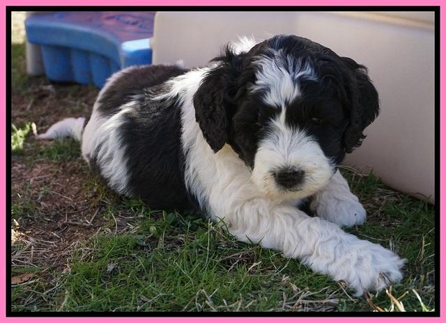 Paris Bronson pups 5 wks old 21