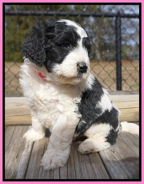 Paris Bronson pups 5 wks old 41