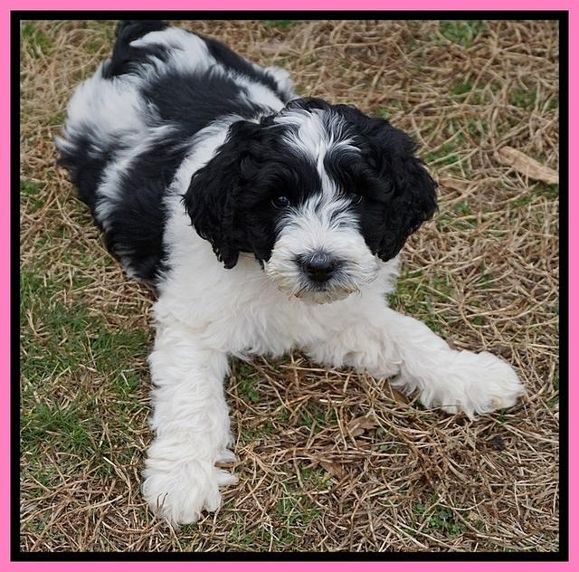 Paris Bronson pups 7 wks old 51