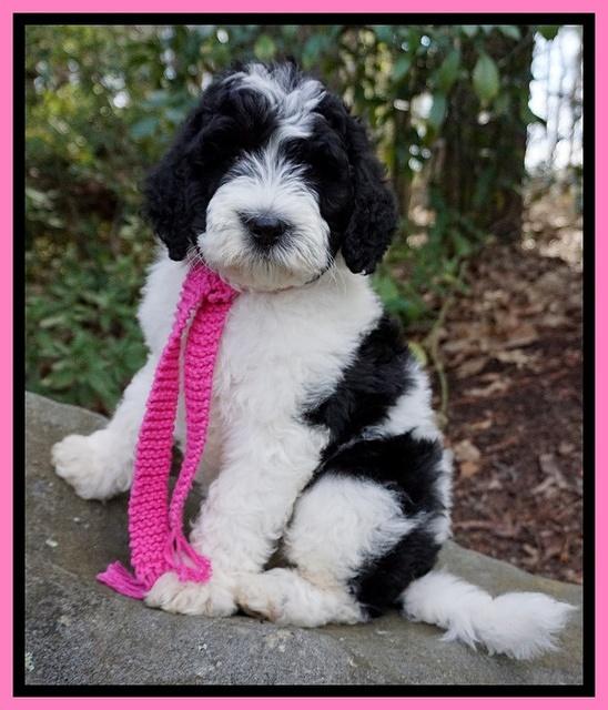 Paris Bronson pups 8 wks old21