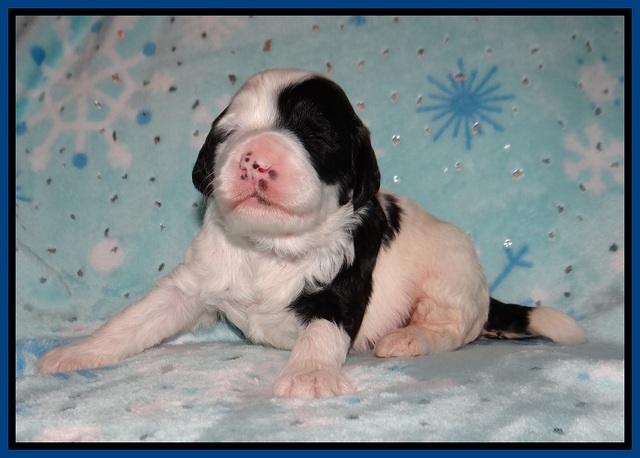 Paris Bronson pups 2 wks old 31
