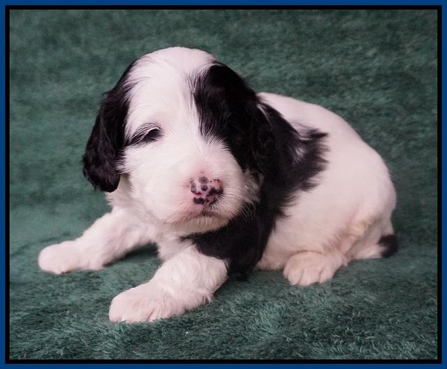 Paris Bronson pups 3 weeks old 61