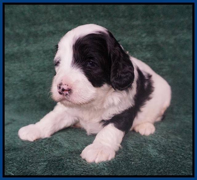 Paris Bronson pups 3 weeks old 71
