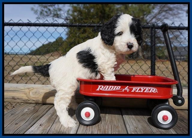 Paris Bronson pups 5 wks old 111
