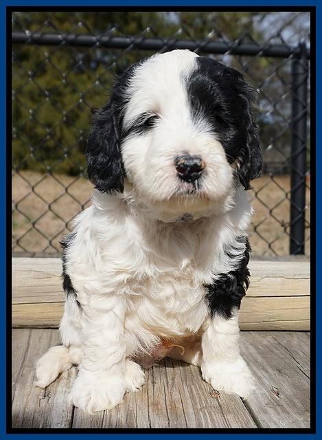 Paris Bronson pups 5 wks old 121