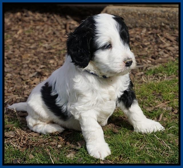 Paris Bronson pups 5 wks old 81