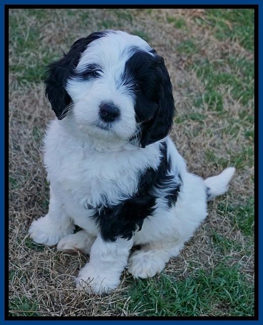 Paris Bronson pups 7 wks old 21