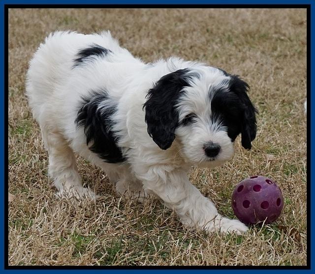Paris Bronson pups 7 wks old 41