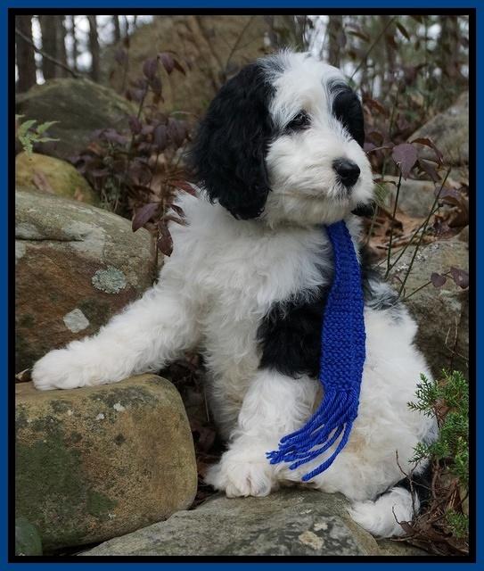 Paris Bronson pups 8 wks old 8200
