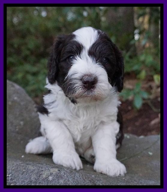 Paris Bronson pups 4 wks old91
