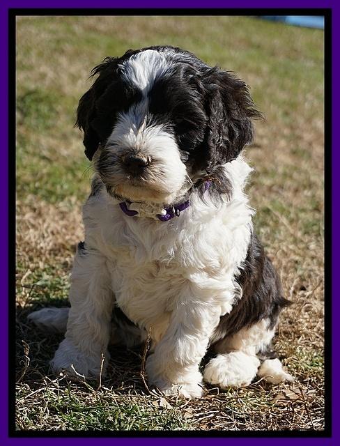 Paris Bronson pups 5 wks old 141