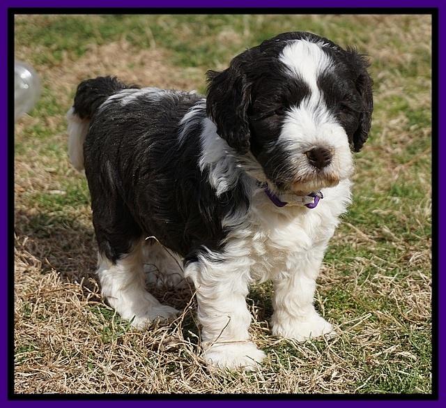 Paris Bronson pups 5 wks old 161